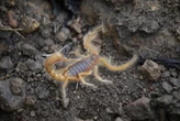 Estos son los lugares donde hacen nido los alacranes: cómo encontrarlos en casa 