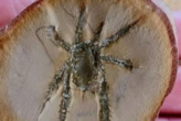 Esta araña tiene más de 308 millones de años y lo más sorprendente son sus patas con espinas 
