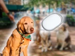 Mi perro siempre regresaba estresado de sus paseos, hasta que un simple accesorio me mostró el problema 