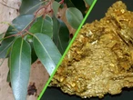 Una reserva de oro crece en el lugar más inesperado: las hojas de estos árboles 