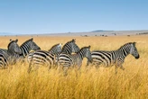 Llevamos decenas de años tratando de domesticar a este animal africano. Hemos fracasado estrepitosamente 