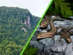 Una criatura de ojos grandes y cabeza triangular emerge sobre una cueva: es una especie jamás catalogada  