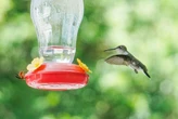 Algo está pasando con los colibríes y los bebederos que les ponemos: están evolucionando y podrían ser la próximas palomas 