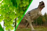 Los dinosaurios no solo dejaron fósiles: su extinción es la razón para tener uvas y vinos en la actualidad, según estudio 