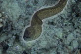 ¿Las anguilas son serpientes o peces? Esta es la respuesta definitiva de la ciencia 