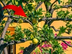 El árbol perfecto en México: da frutos todo el año, no requiere muchos cuidados y no levanta sus raíces 