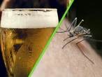 La ciencia lo confirma: la cerveza sí hace más atractivas a las personas... pero para los mosquitos