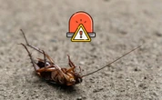 Este es uno de los mitos de las cucarachas, pero es mentira: así puedes evitar plagas en casa 