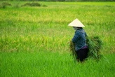 La sequía y el calor dejaron a Japón sin arroz: pidieron ayuda a Corea del Sur, pero la crisis sigue 