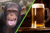 Científicos revelan que los chimpancés en libertad consumen alcohol de frutas fermentadas como si bebieran una cerveza todos los días 