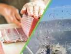 La impactante imagen de la "industrialización" del mar: miles de sardinas azules destazadas en una jaula llena de atunes 