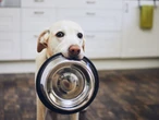 Diputados quieren eliminar el IVA a croquetas y medicinas para mascotas: así beneficiaría a 7 de cada 10 familias en México 