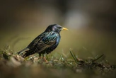 Usar un pájaro como unidad de almacenamiento es posible. Han conseguido ‘guardar’ una imagen PNG en su canto 