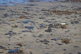 Las playas de Veracruz parecen limpias, pero especialistas advierten que el petróleo podría seguir enterrado en la arena 