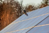 Llevamos años pensando que los paneles solares destruían el campo: resulta que las aves e insectos viven mucho mejor debajo de ellos