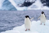 Un estudio ha descubierto algo inusual del amoniaco que libera el excremento de pingüinos: ayuda a crear nubes  