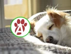 Farmacias del Ahorro ofrecerá atención para mascotas en México, con orientación veterinaria gratis por internet