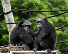 La guerra está en nuestra biología: la violenta división de una comunidad de chimpancés replantea el comportamiento humano 