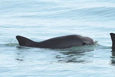 Hay menos de 10 vaquitas marinas en todo el planeta y el T-MEC ya señala a un solo culpable: México 