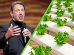 Larry Ellison tenía la idea de alimentar a miles de personas sembrando lechugas: gastó 500 millones de dólares en regarlas 