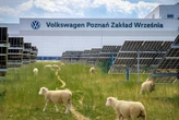 Volkswagen puso a pastar ovejas bajo 31,000 placas solares. Resulta que empezaron a cambiar la forma de producir energía 