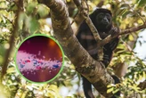Los monos aulladores de Veracruz ya tienen microplásticos en su organismo y los científicos creen saber cómo llegaron ahí