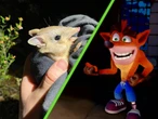 Crash Bandicoot existe gracias a este animal que volvió a la naturaleza después de casi extinguirse