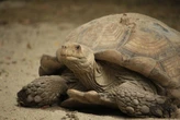 Mientras todos plantaban árboles para recuperar el Sahara, 500 tortugas terminaron dando mejores resultados 