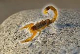 Hay tres plantas que ayudan a ahuyentar alacranes de tu casa 