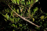 Mide casi 40 cm y pesa como una pelota de golf: descubren uno de los insectos más pesados del mundo y solo lo han visto tres veces 