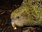 Este loro es tan grande que no puede volar y los científicos recurrieron a la inseminación artificial para evitar su extinción