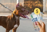 Tener perro en México podría cambiar, al menos en un estado: proponen cobros por perros “de riesgo”