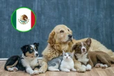 México quiere “listas negras” de maltratadores de animales con registros que podrían impedir adopciones y hasta tener mascotas 