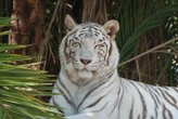 El tigre de Bengala que sembró el miedo en el Edomex no escapó de un refugio: vivía en un predio privado