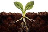 La ciencia finalmente descubre qué hace que las plantas crezcan más rápido y más fuertes 