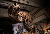 Un día encontraron vasos sanguíneos preservados en la costilla de un gigantesco T. rex. Fue clave para saber cómo se curaban los dinosaurios 