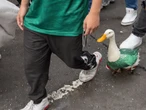 La psicología explica el fenómeno de Merlín en México: por qué nos encanta ver a un pato vestido de futbolista 
