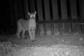 Científicos instalaron cámaras en toda la frontera entre México y EE.UU. para ver la vida silverstre. Capturaron imágenes fascinantes 