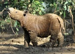 Es uno de los animales más raros, Vietnam era su hábitat y ya solo quedan menos de 50 en todo el planeta: rinoceronte de Sumatra 