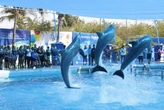México aprueba ley que prohíbe shows con delfines y mamíferos marinos: solo podrán usarse para conservación o investigación 