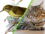 En 1894 llevaron a un gato a una isla remota. Después de un año, una especie completa se extinguió 