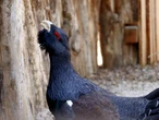 Gastaron más de cinco millones de dólares para salvar una especie en peligro: seis meses después habían perdido 29 de 30 aves 