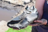 Una colección de zapatos romanos sorprende por su tamaño: el hallazgo en Inglaterra que desconcierta a los arqueólogos 