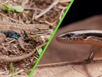 UNAM reporta dos nuevas especies de lagartijas mexicanas en menos de 15 días, Nayarit y Oaxaca son sus hogares 