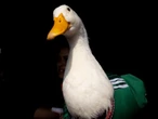 Si creías que registrar al pato Merlín ante el IMPI era absurdo, una persona se le intentó adelantar a la familia