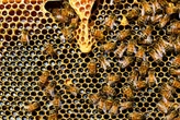 México tiene el 10% de las abejas del mundo, pero muchas están en peligro de desaparecer 