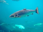 Los salmones están nadando más kilómetros de lo normal y la causa es inesperada: cocaína en los ríos 