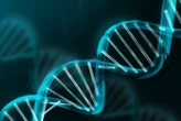 Hemos descubierto que el 20% del ADN humano moderno viene de una población homínida desconocida: la Población B 