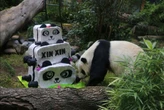 China ya no presta pandas, y México está por perder al último de Latinoamérica: Xin Xin cumple 35 años y se prepara su despedida 