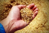 Parecía simplemente basura, pero este residuo que desecha el arroz es un "superalimento"